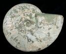Silver Iridescent Ammonite - Madagascar #5210-2